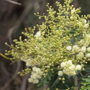 Acacia mearnsii at O'Connor, ACT - 16 Nov 2022