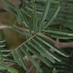 Acacia mearnsii at O'Connor, ACT - 16 Nov 2022