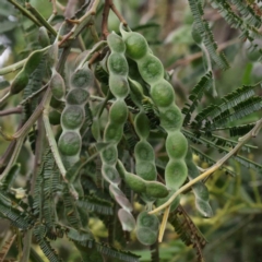 Acacia mearnsii at O'Connor, ACT - 16 Nov 2022