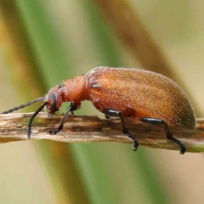Ecnolagria grandis (Honeybrown beetle) at Dryandra St Woodland - 15 Nov 2022 by ConBoekel