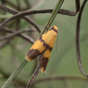 Heteroteucha translatella at O'Connor, ACT - 16 Nov 2022