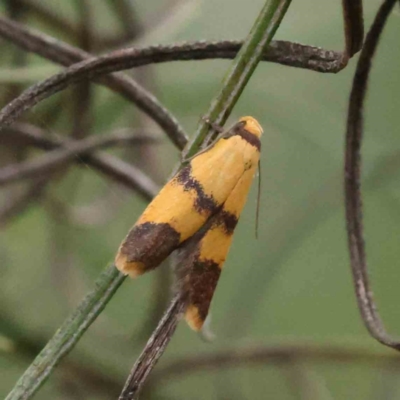 Heteroteucha translatella (Heteroteucha translatella) at O'Connor, ACT - 15 Nov 2022 by ConBoekel