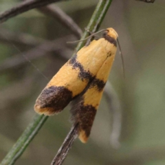 Heteroteucha translatella at O'Connor, ACT - 16 Nov 2022 09:14 AM