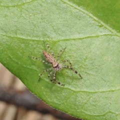 Helpis minitabunda (Threatening jumping spider) at Dryandra St Woodland - 15 Nov 2022 by ConBoekel