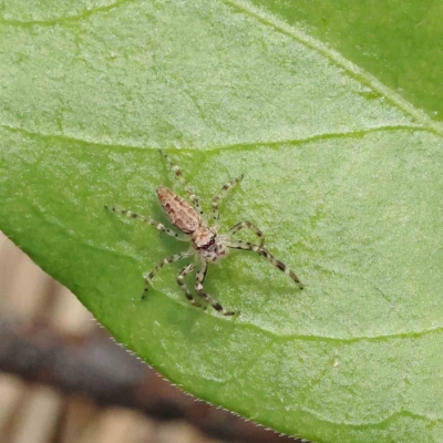Helpis minitabunda (Threatening jumping spider) at Dryandra St Woodland - 15 Nov 2022 by ConBoekel