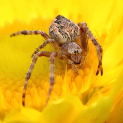 Araneus hamiltoni (Hamilton's Orb Weaver) at Dryandra St Woodland - 15 Nov 2022 by ConBoekel