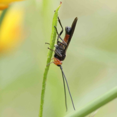 Braconidae (family) (Unidentified braconid wasp) at O'Connor, ACT - 16 Nov 2022 by ConBoekel