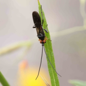 Braconidae (family) at O'Connor, ACT - 16 Nov 2022 09:09 AM