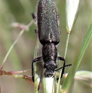 Eleale sp. (genus) at Molonglo Valley, ACT - 21 Nov 2022 02:29 PM