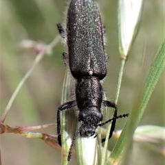 Eleale sp. (genus) (Clerid beetle) at Molonglo Valley, ACT - 21 Nov 2022 by CathB