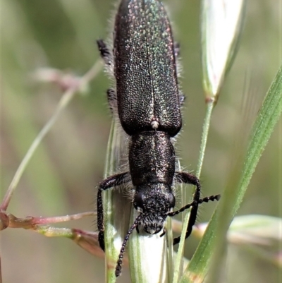 Eleale sp. (genus) (Clerid beetle) at Aranda Bushland - 21 Nov 2022 by CathB