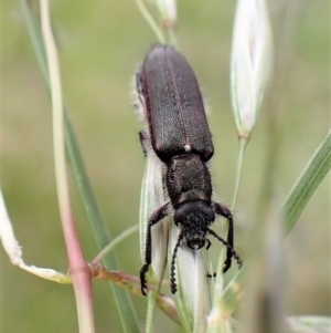 Eleale sp. (genus) at Molonglo Valley, ACT - 21 Nov 2022