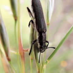 Eleale sp. (genus) at Molonglo Valley, ACT - 21 Nov 2022