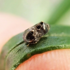 Tolasella maculosa (A penthimiine leafhopper) at Aranda Bushland - 21 Nov 2022 by CathB
