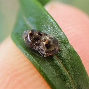 Tolasella maculosa at Aranda, ACT - 21 Nov 2022 02:35 PM