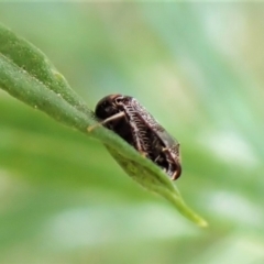 Tolasella maculosa at Aranda, ACT - 21 Nov 2022