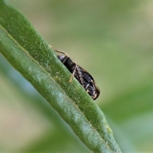Tolasella maculosa at Aranda, ACT - 21 Nov 2022
