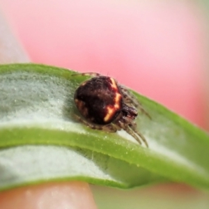 Araneus sp. (genus) at Molonglo Valley, ACT - 21 Nov 2022