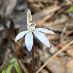 Caladenia fuscata (Dusky Fingers) at Acton, ACT - 14 Sep 2022 by lisarobins