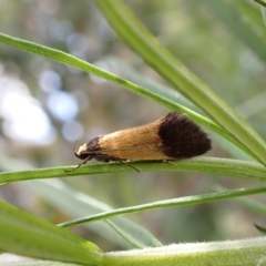 Eulechria heliophanes (A Concealer moth) at Aranda, ACT - 21 Nov 2022 by CathB