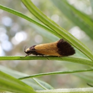 Eulechria heliophanes at Aranda, ACT - 21 Nov 2022 02:58 PM