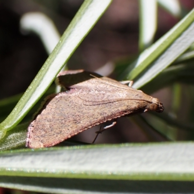 Endotricha ignealis (A Pyralid moth (Endotrichinae)) at Aranda Bushland - 21 Nov 2022 by CathB