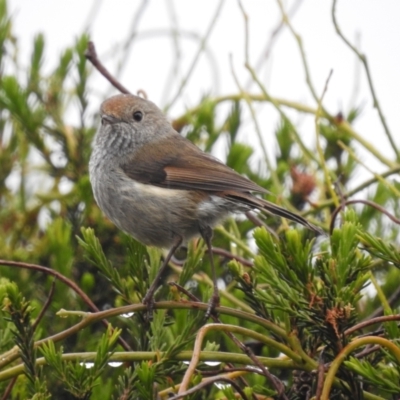 Acanthiza ewingii (Tasmanian Thornbill) at Flinders Island - 13 Nov 2022 by HelenCross