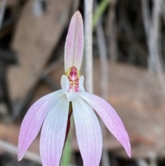 Caladenia fuscata (Dusky Fingers) at Acton, ACT - 21 Sep 2022 by lisarobins