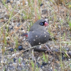 Stagonopleura bella (Beautiful Firetail) at Flinders Island - 13 Nov 2022 by HelenCross