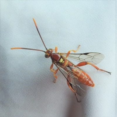Unidentified Wasp (Hymenoptera, Apocrita) at Flinders Island - 14 Nov 2022 by HelenCross