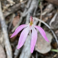 Caladenia fuscata (Dusky Fingers) at Black Mountain - 28 Sep 2021 by lisarobins