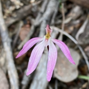 Caladenia fuscata at Acton, ACT - 29 Sep 2021