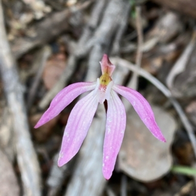 Caladenia fuscata (Dusky Fingers) at Acton, ACT - 28 Sep 2021 by lisarobins