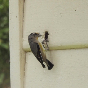 Pardalotus striatus at Deviot, TAS - 17 Nov 2022