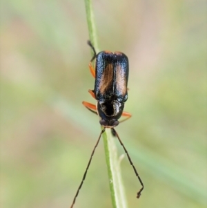 Aporocera (Aporocera) viridipennis at Aranda, ACT - 21 Nov 2022