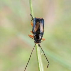 Aporocera sp. (genus) (Unidentified Aporocera leaf beetle) at Aranda, ACT - 21 Nov 2022 by CathB