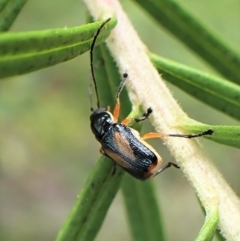 Aporocera sp. (genus) at Aranda, ACT - 21 Nov 2022