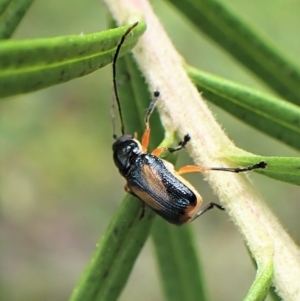 Aporocera (Aporocera) viridipennis at Aranda, ACT - 21 Nov 2022