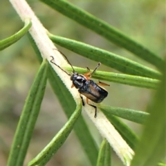 Aporocera sp. (genus) at Aranda, ACT - 21 Nov 2022