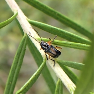 Aporocera (Aporocera) viridipennis at Aranda, ACT - 21 Nov 2022