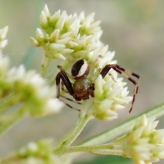 Australomisidia pilula (Lozenge-shaped Flower Spider) at Molonglo Valley, ACT - 21 Nov 2022 by CathB