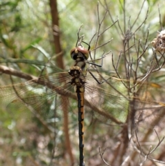 Hemicordulia tau (Tau Emerald) at Aranda, ACT - 21 Nov 2022 by CathB