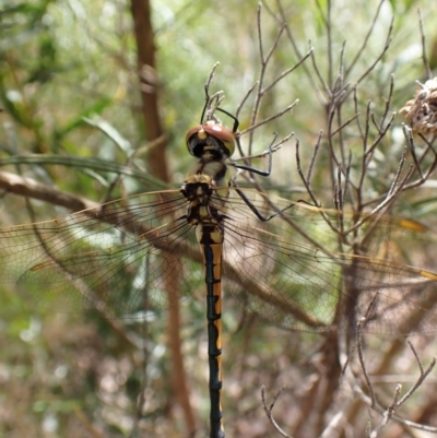 Hemicordulia tau (Tau Emerald) at Point 3852 - 21 Nov 2022 by CathB