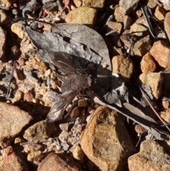 Comptosia sp. (genus) (Unidentified Comptosia bee fly) at Black Mountain - 19 Nov 2022 by Butterflygirl