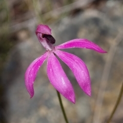 Caladenia congesta (Pink Caps) at Black Mountain - 18 Nov 2022 by Butterflygirl