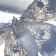 Hypodoxa muscosaria at Hackett, ACT - 19 Nov 2022 12:06 PM