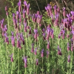 Lavandula stoechas (Spanish Lavender or Topped Lavender) at Paddys River, ACT - 22 Nov 2022 by SandraH