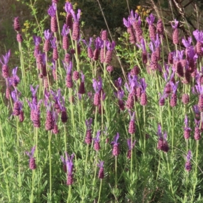 Lavandula stoechas (Spanish Lavender or Topped Lavender) at Kambah Pool - 21 Nov 2022 by SandraH