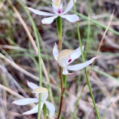 Caladenia moschata (Musky Caps) at Kowen, ACT - 19 Nov 2022 by Komidar