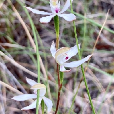 Caladenia moschata (Musky Caps) at Kowen, ACT - 19 Nov 2022 by Komidar
